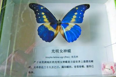 最美的蝴蝶——光明女神蝶