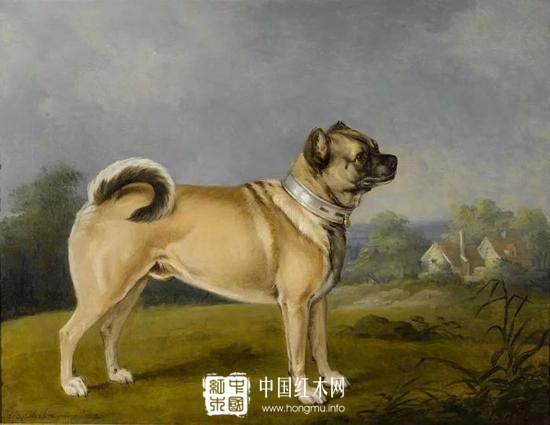 古典肖像画中的 座上宾 八哥犬 中国红木网 Hongmu Info